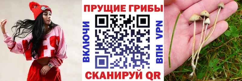 Галлюциногенные грибы Psilocybine cubensis Россошь